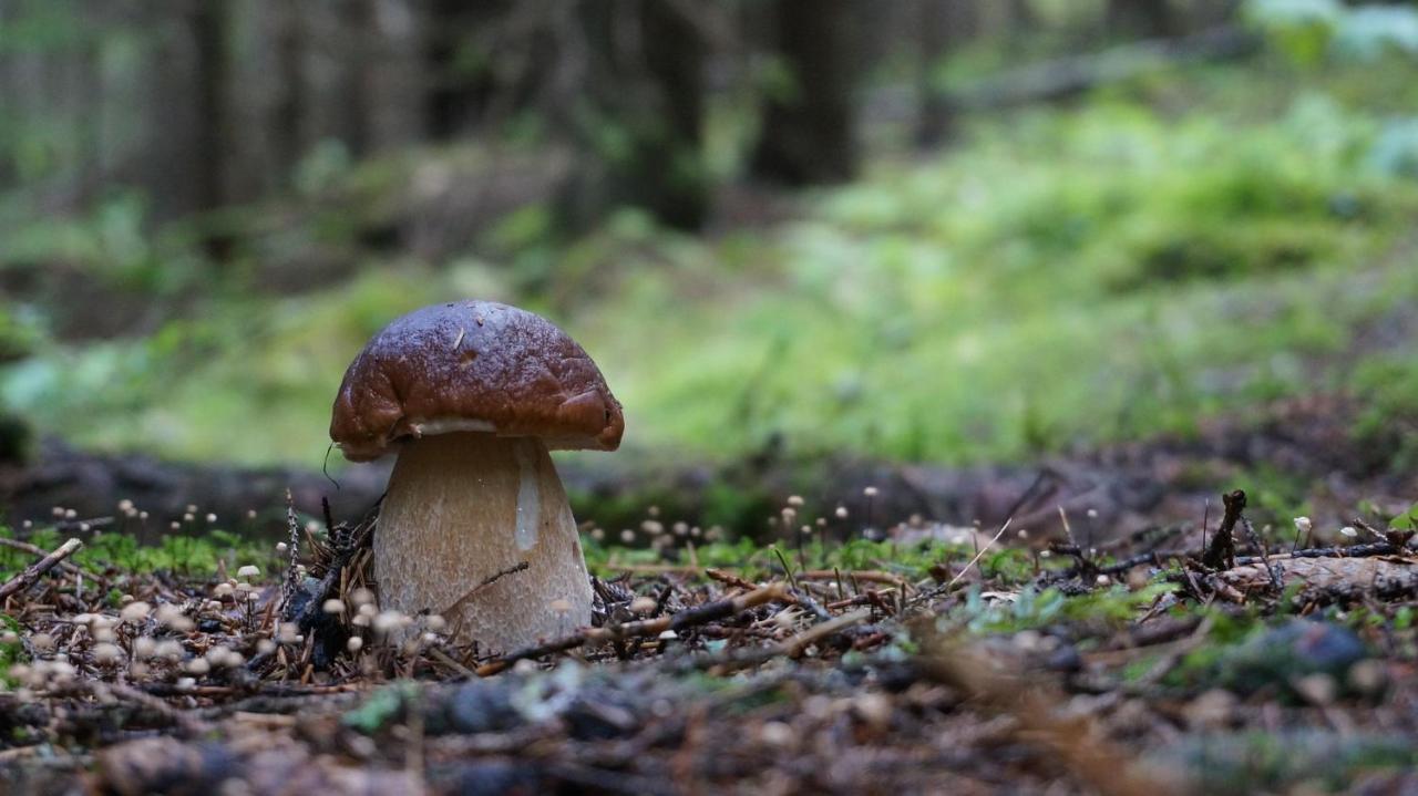 Le Vallon D'Armandine, Gite Ecologique Auvergne Saint-Hilaire  Zewnętrze zdjęcie